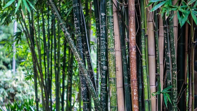 Plantacje bambusa regenerują się, dlatego podłoga bambusowa jest eko